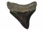 Serrated, Juvenile Megalodon Tooth - Georgia #90814-1